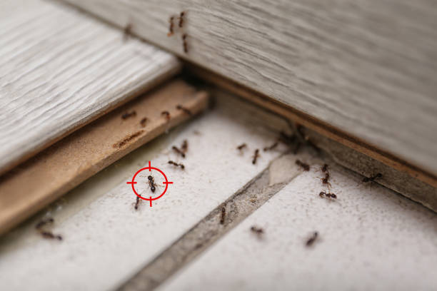 Best Exterminator Services  in Chama, NM