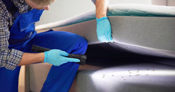 Flea Control Services in Chama, NM