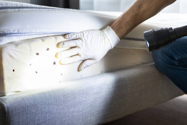 Best Best Pest Control Companies  in Chama, NM
