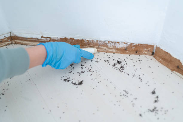 Best Best Pest Control Companies  in Chama, NM