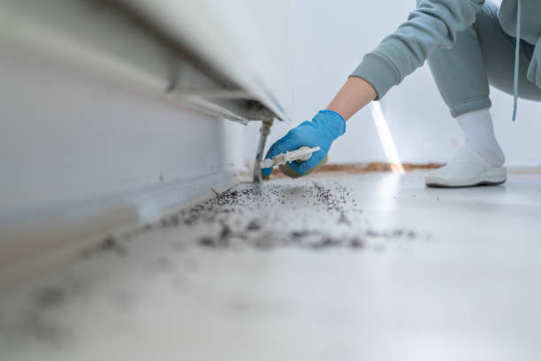 Best Cockroach Control Services  in Chama, NM