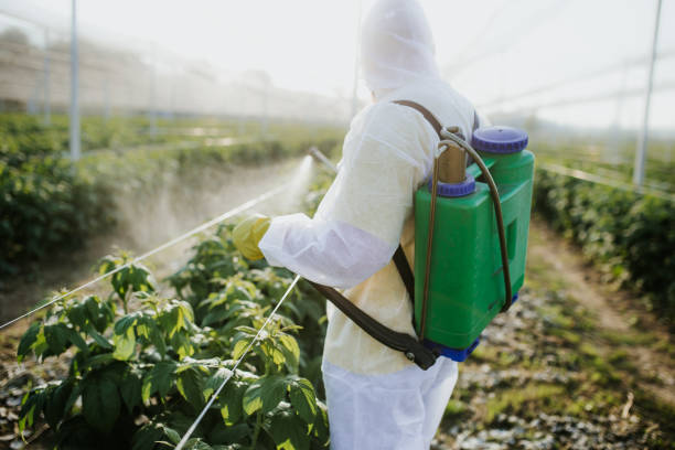 Best Mosquito Control Services  in Chama, NM